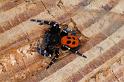 Eresus_sandaliatus_D3037_Z_84_NP De Hoge Veluwe_Nederland